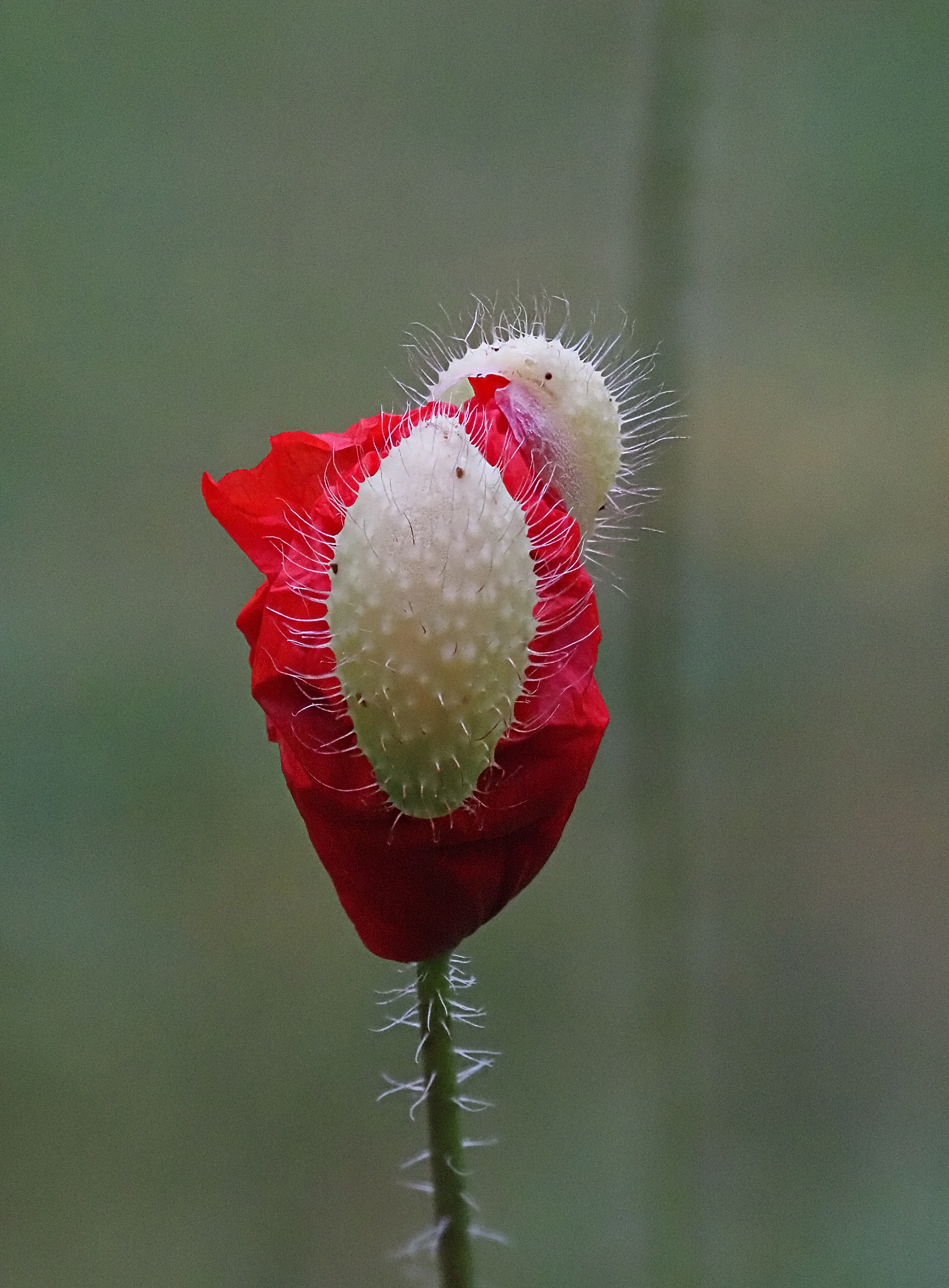 P6283194_16_focusstacking