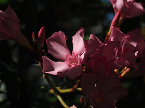 P5251415