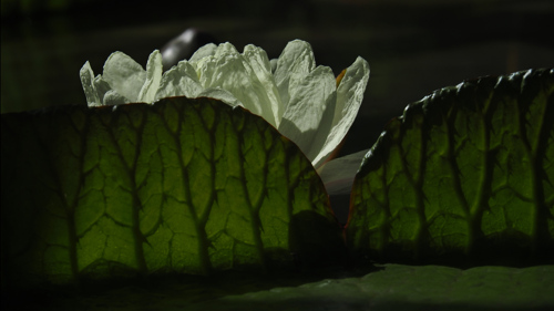 P5251424