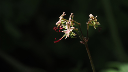P5251435
