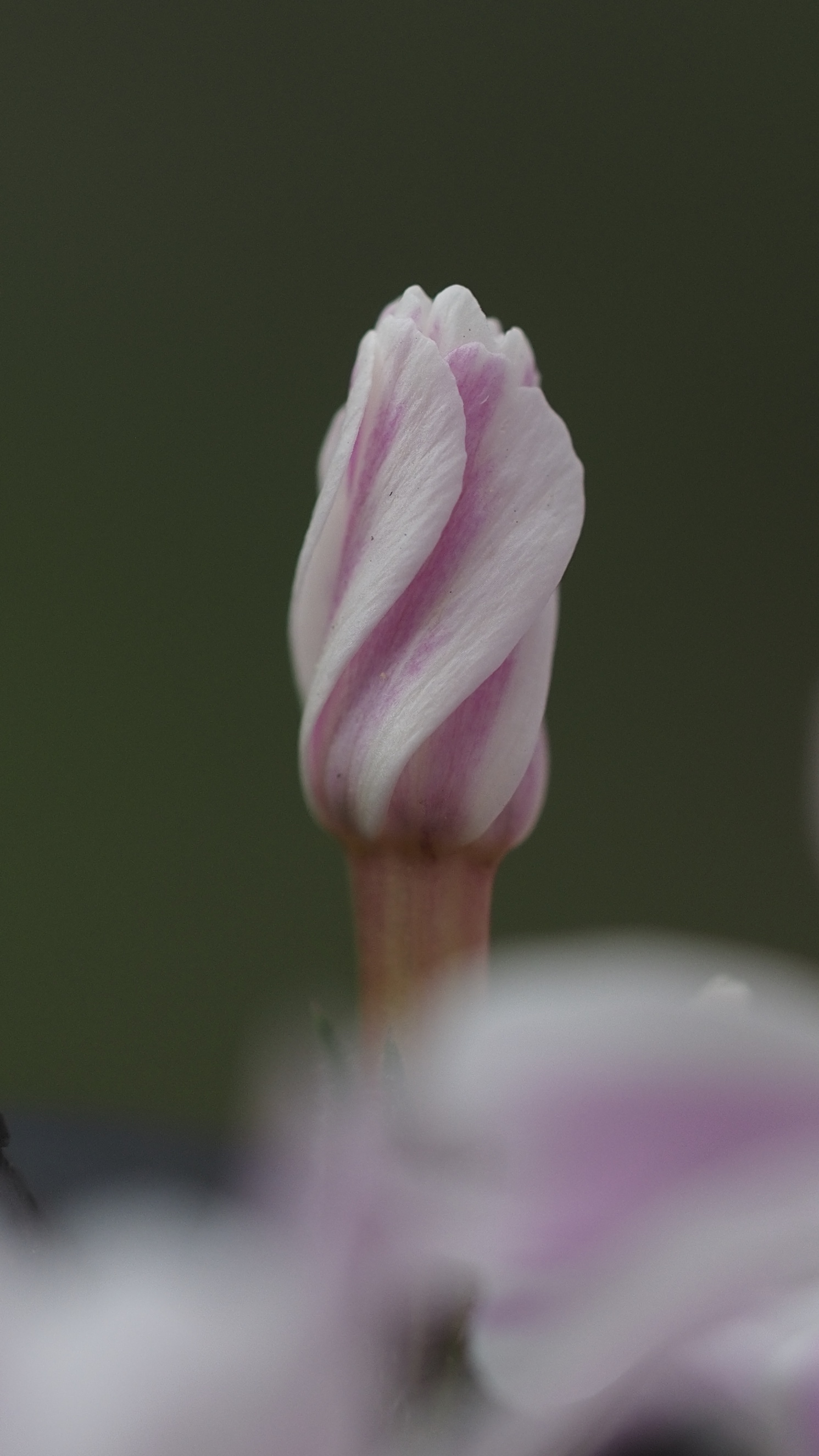 P4193441