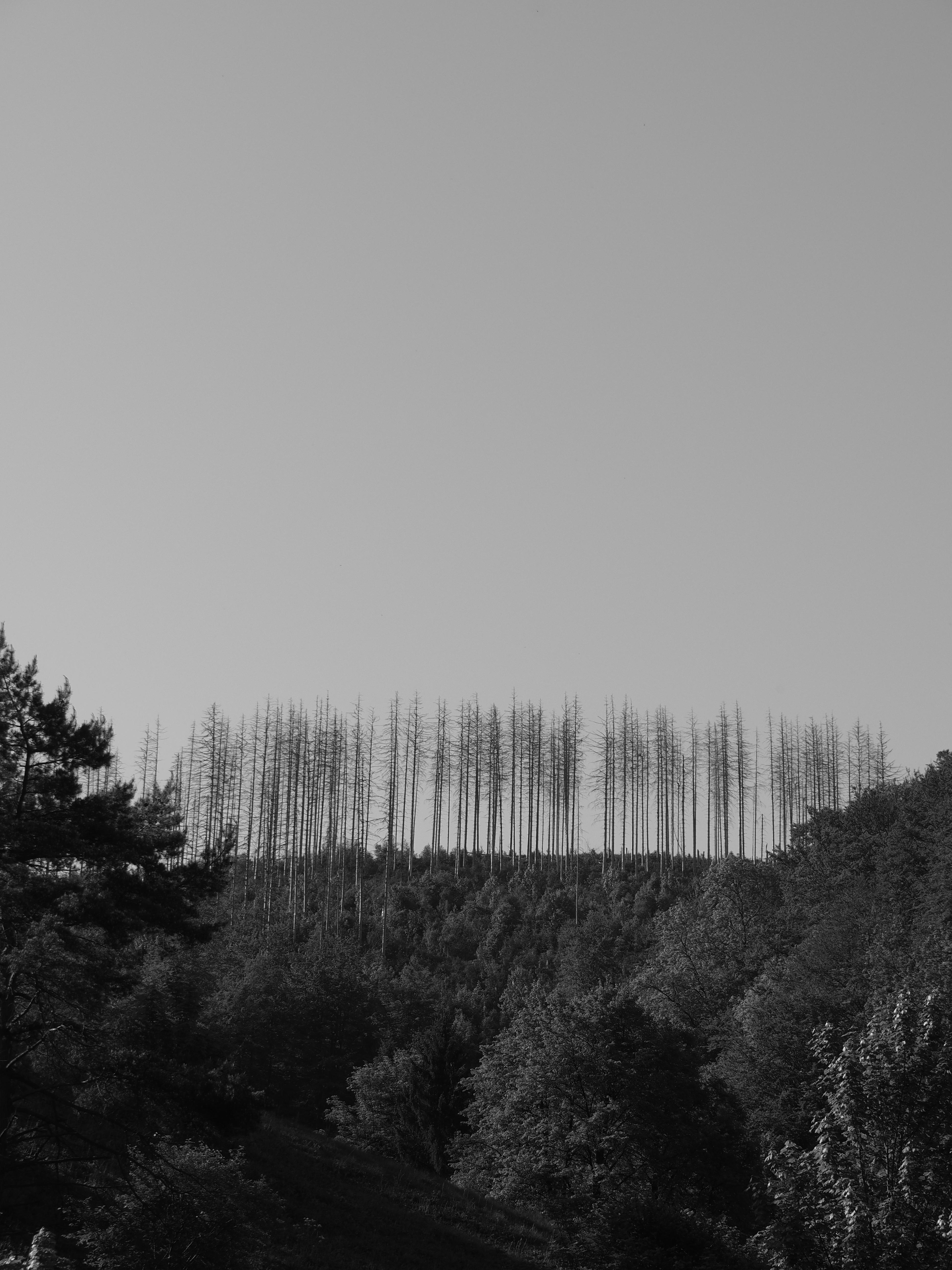P5236045