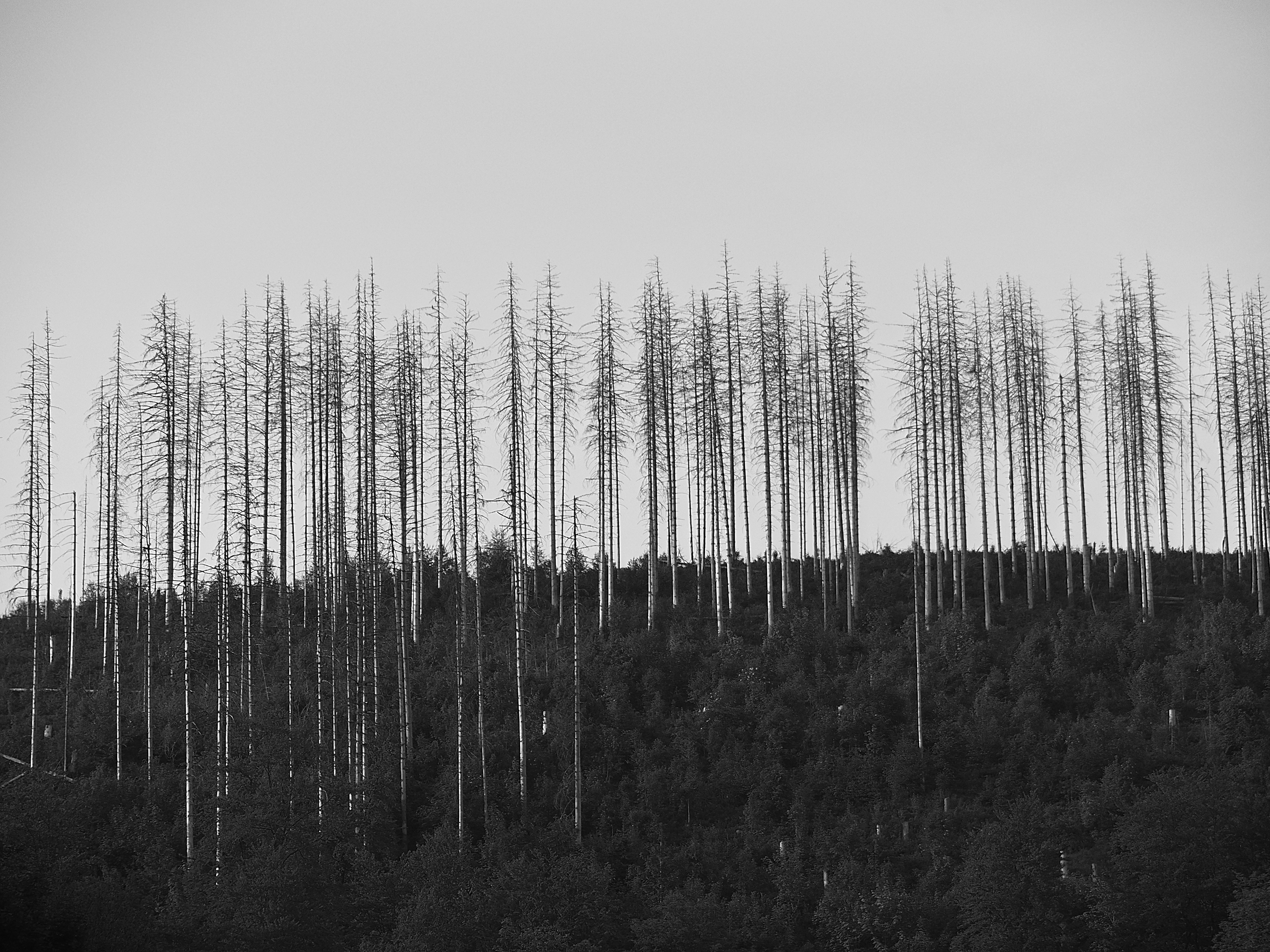 P5246346