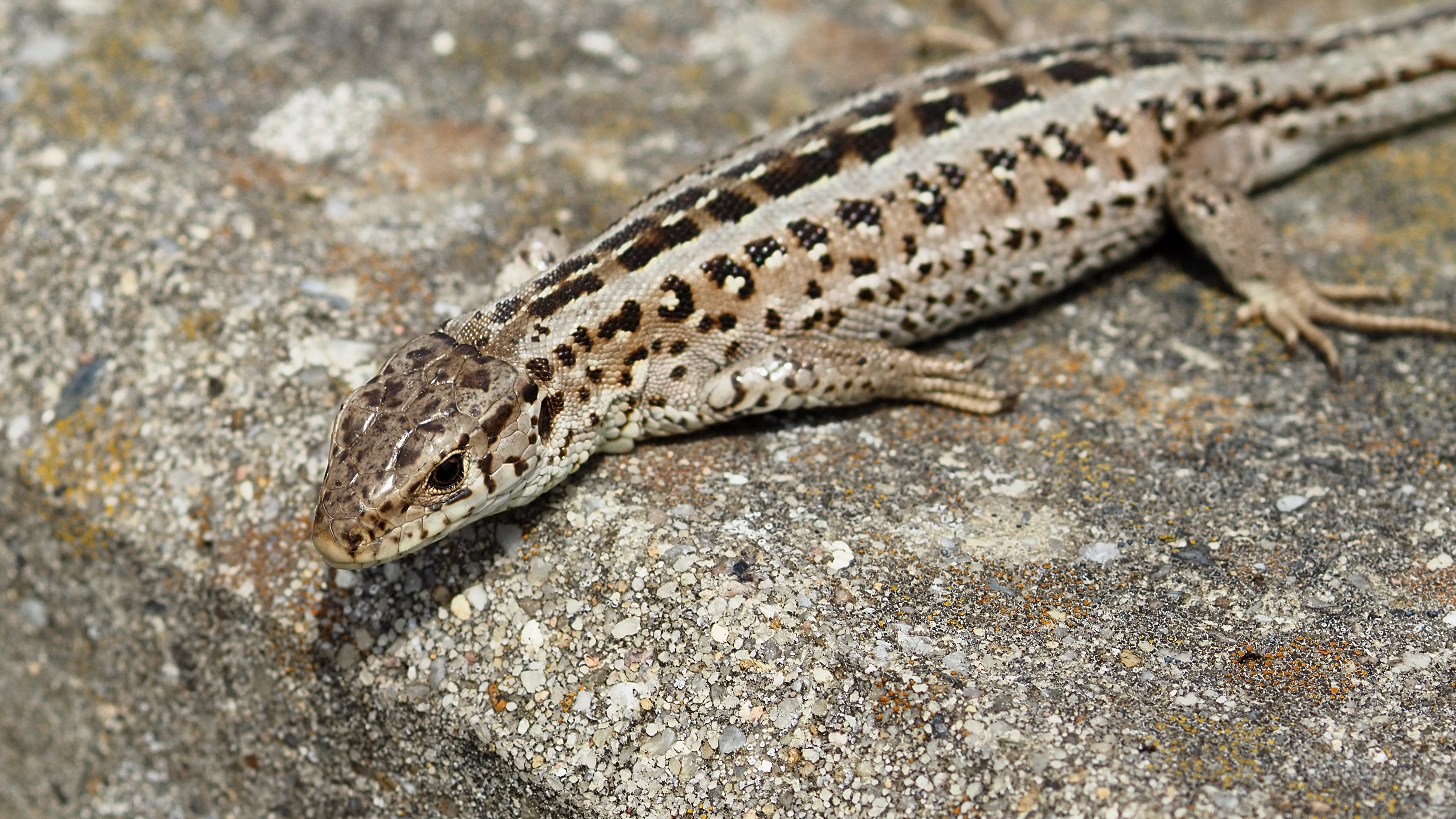 P5317237